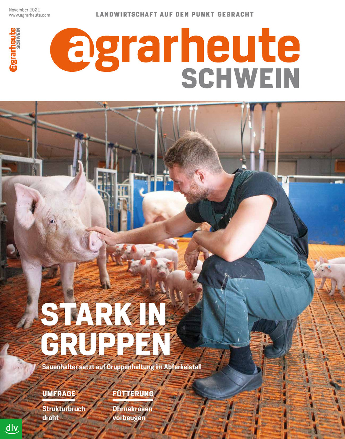 agrarheute Schwein
